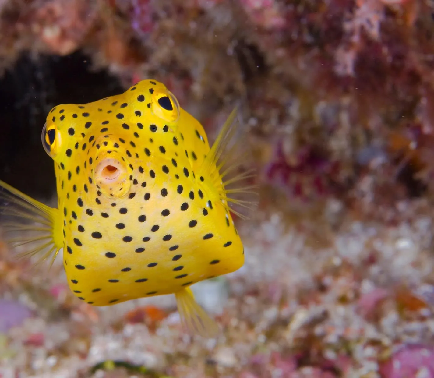 Pez cofre amarillo, especie en peligro
